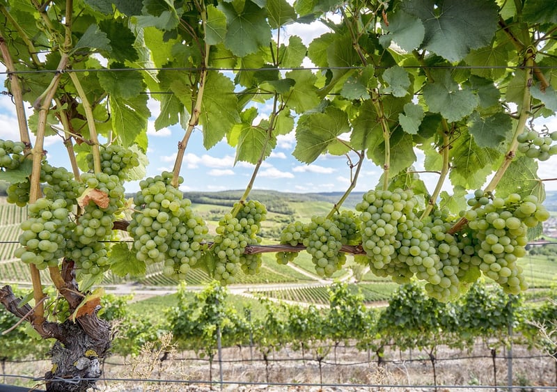 Oak Valley Vineyards